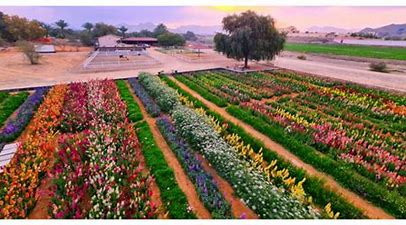 a-dreamy-flower-farm-in-wadi-asimah-uae